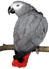 photo d'un Perroquet gris du Gabon