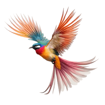 photo d'un Oiseau de paradis superbe