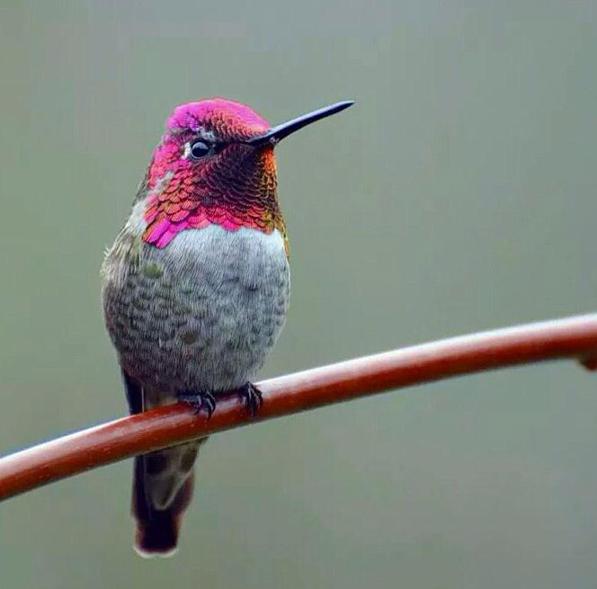 photo d'un Colibri d’Anna