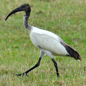 photo d'un Ibis sacré
