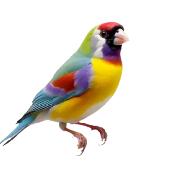 photo d'un Diamant de Gould