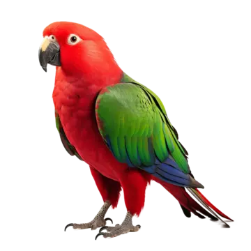 photo d'un Perroquet Eclectus