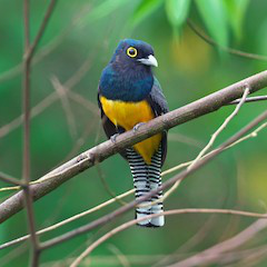photo d'un Trogon violacé