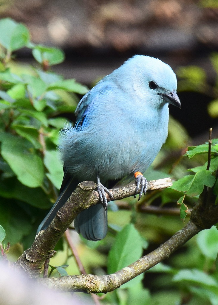 photo d'un Tangara bleu