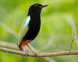 photo d'un Pittidae multicolore