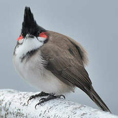 photo d'un Bulbul orphée