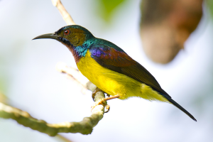 photo d'un Sunbird olive