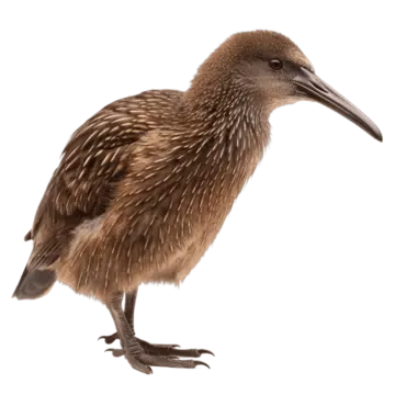 photo d'un Kiwi brun