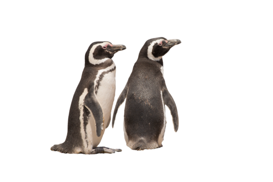 photo d'un Manchot des Galápagos