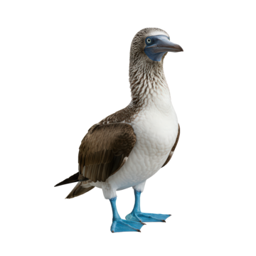 photo d'un Fou à pieds bleus