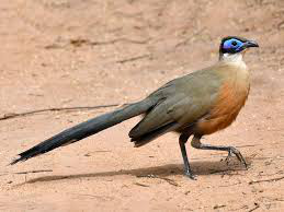 photo d'un Coua géant