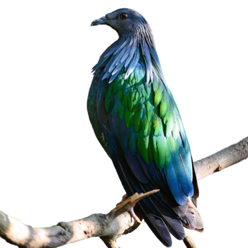 photo d'un Pigeon de Nicobar